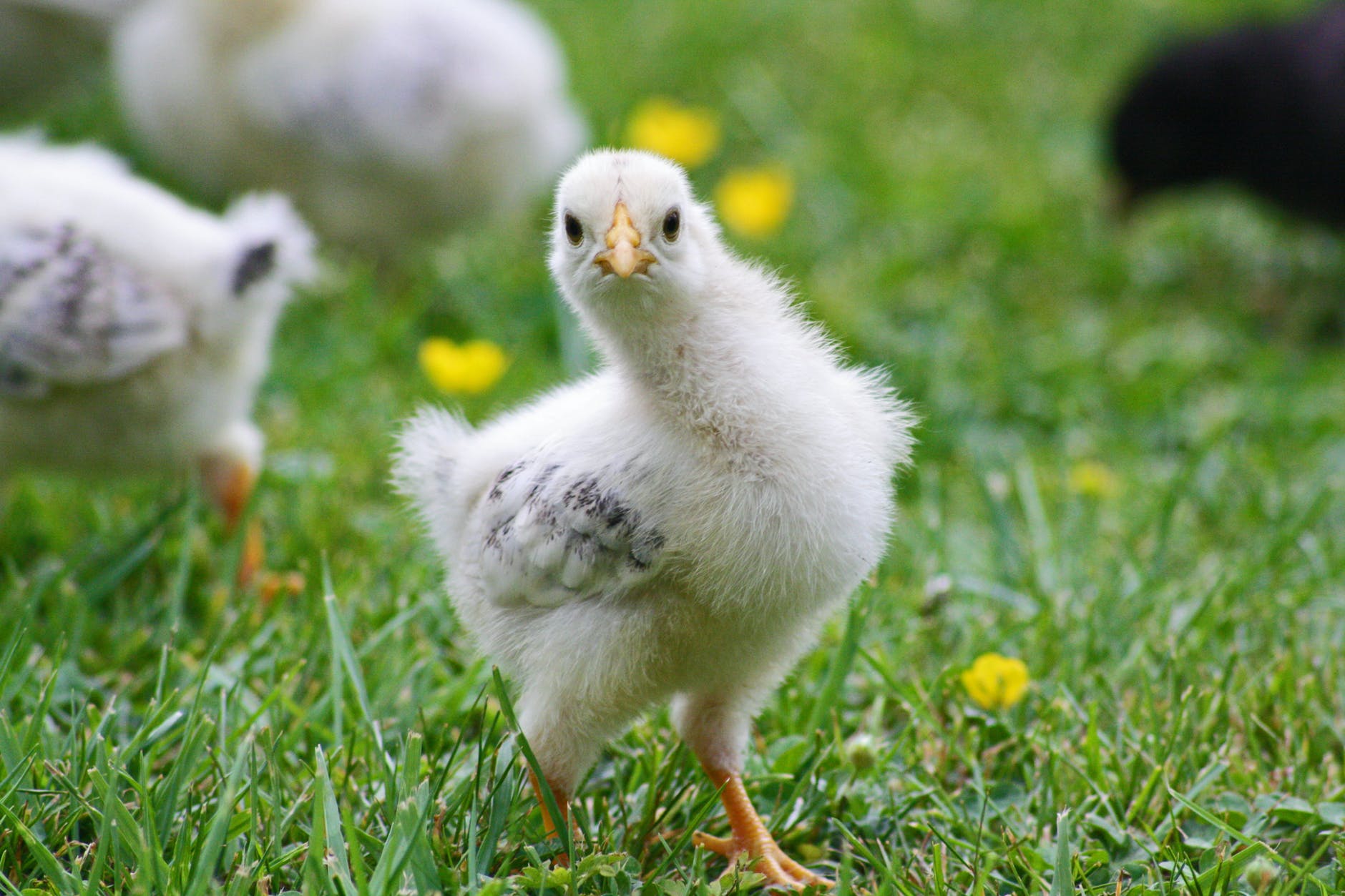 white chick on grass